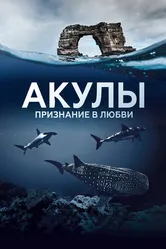 Акулы. Признание в любви 2022 постер