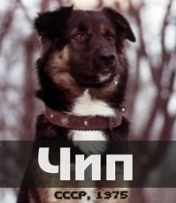 Постер Чип 1975