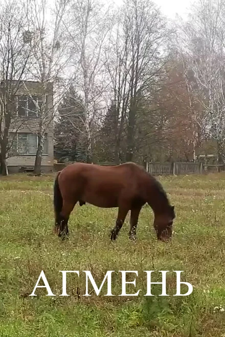 Постер Агмень 2017