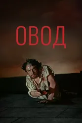 Овод 1955 постер