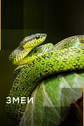 Змеи 2017 постер