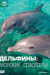 Дельфины: Морские спасатели 2008 постер