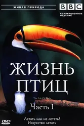 BBC: Жизнь птиц 1998 постер