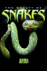 Beauty of Snakes постер