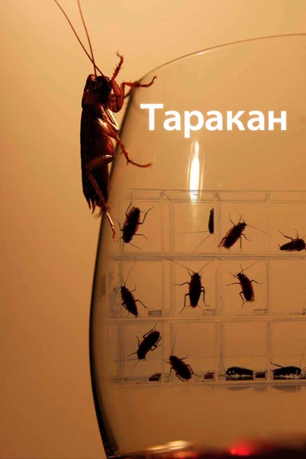 Постер Таракан 2010