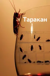 Таракан 2010 постер