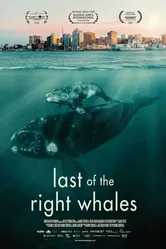 Last of the Right Whales постер