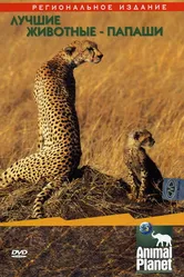 Animal Planet: Лучшие животные-папаши 2004 постер