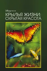 Крылья жизни: Скрытая красота 2011 постер