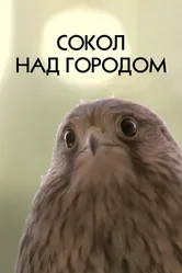 Сокол над городом 2012 постер