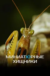 Миниатюрные хищники 2019 постер