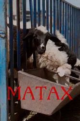 Матах 2024 постер