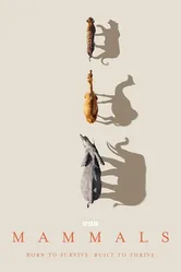 Mammals постер