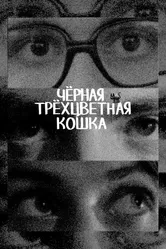 Чёрная трёхцветная кошка null постер