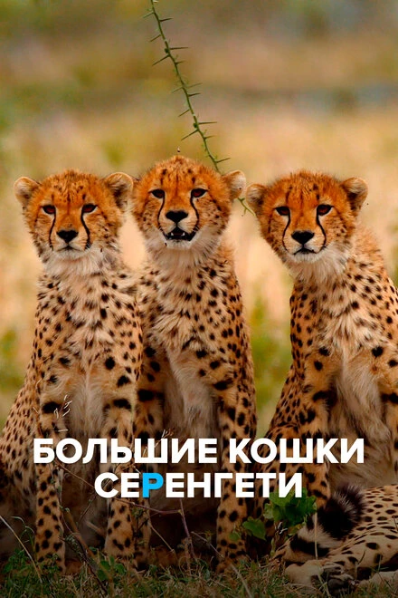 Постер Большие кошки Серенгети 2019