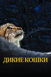 Дикие кошки 2021 постер