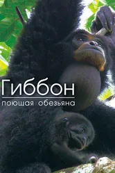 Гиббон — поющая обезьяна 2017 постер