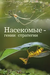 Насекомые — гении стратегии 2021 постер