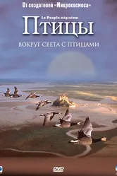 Птицы 2001 постер