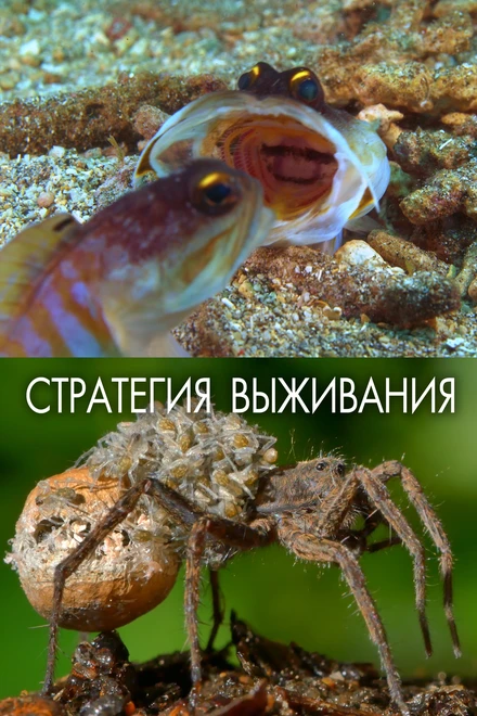 Постер Стратегия выживания 2017