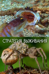 Стратегия выживания 2017 постер