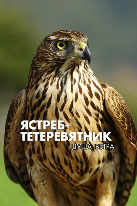 Постер Ястреб-тетеревятник. Душа ветра 2009