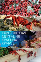 Таинственная миграция красных крабов 2020 постер
