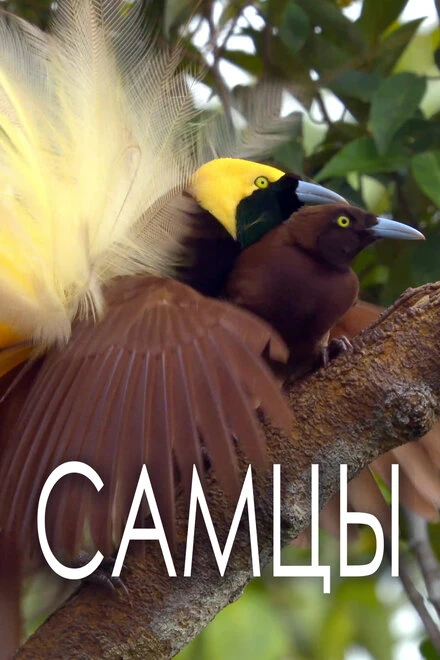 Постер Самцы 2019