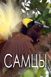 Самцы 2019 постер