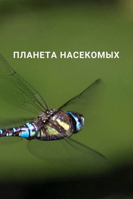 Постер Планета насекомых 2022