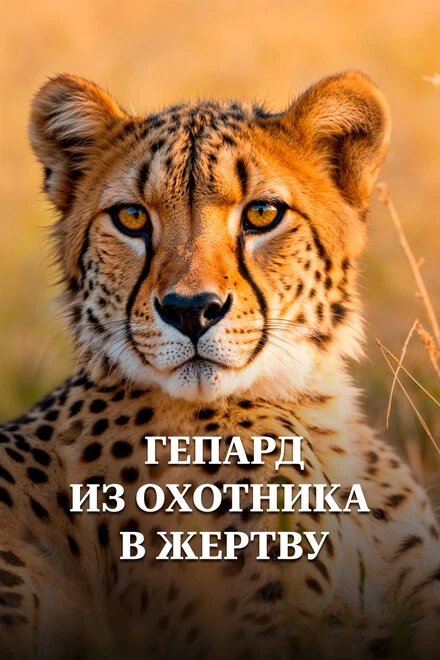 Постер Гепард. Из охотника в жертву 2016