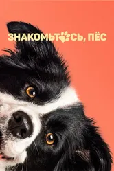 Знакомьтесь, пёс 2022 постер