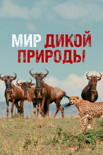 Постер Мир дикой природы 2014