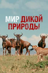 Мир дикой природы 2014 постер
