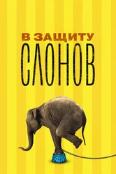 В защиту слонов 2013 постер