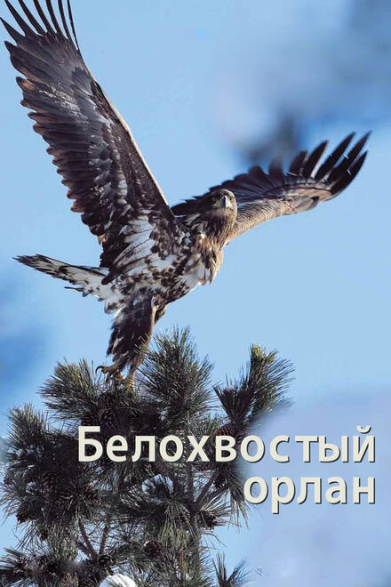 Постер Белохвостый орлан 2012