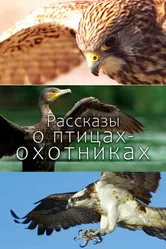 Рассказы о птицах-охотниках 2011 постер