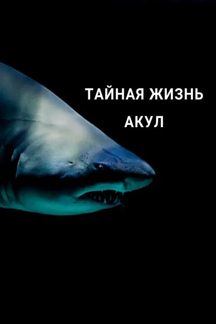 Постер Тайная жизнь акул 2021