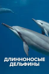 Длинноносые дельфины 2016 постер