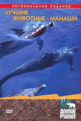 Animal Planet. Лучшие животные-мамаши 2004 постер